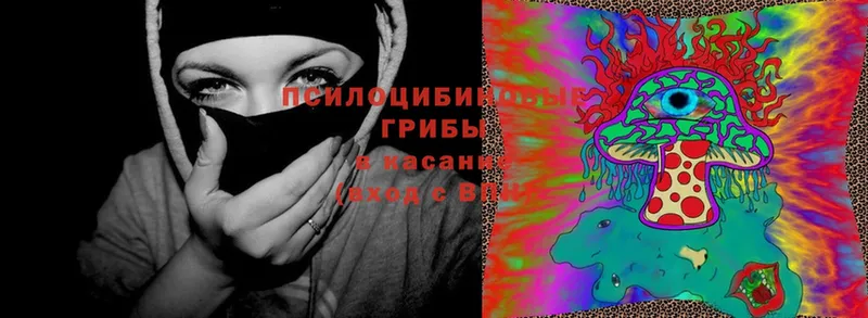 Галлюциногенные грибы прущие грибы  Княгинино 